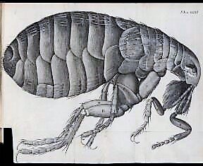 Greene : The Flea : illustration