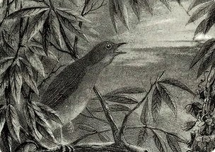 Millot : Le rossignol sauvage : illustration